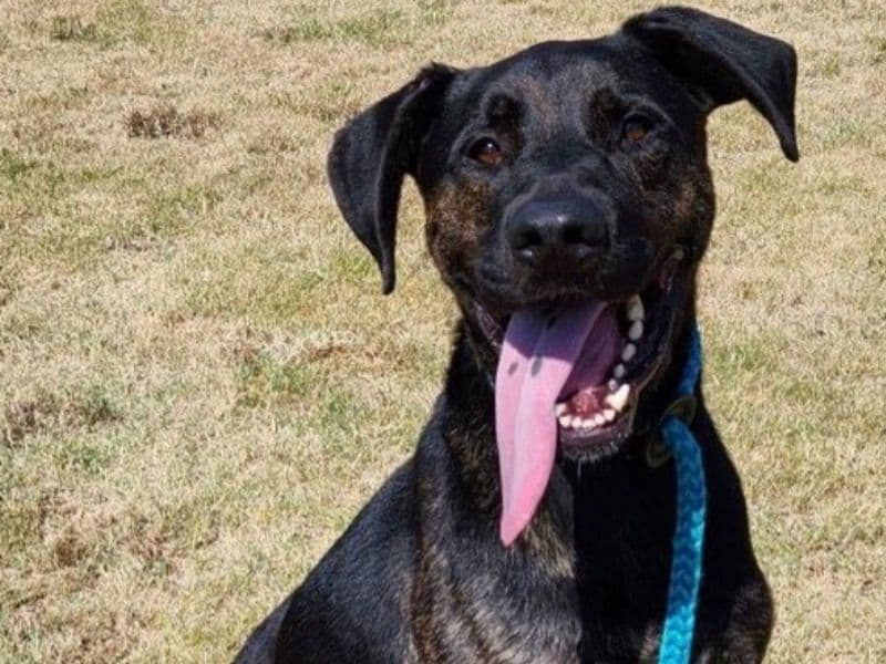 Plott Hound 4 years old male large named Lucky for adoption in Washington County, Arkansas | Petmeetly