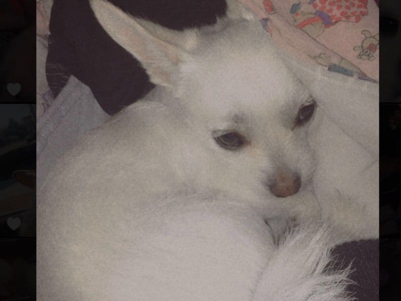 Willow primary photo