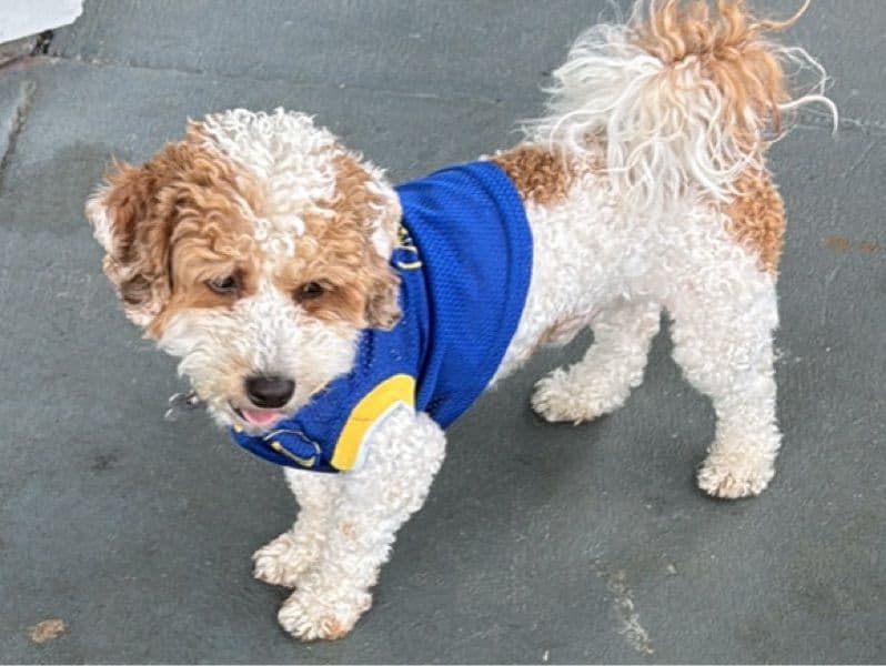 Kash - Poodle success story