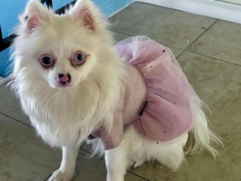 Pomeranian 2 years old female small named Frostie for breeding in Aurora, Colorado | Petmeetly
