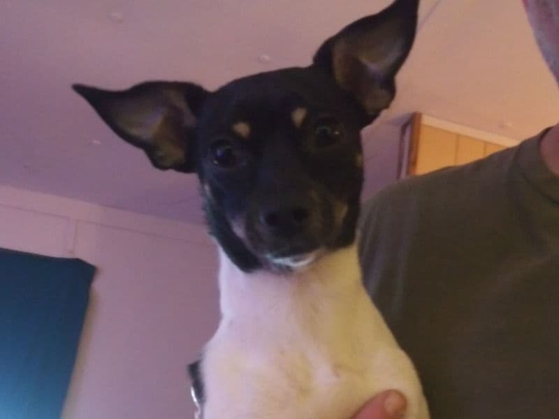 Dottie primary photo