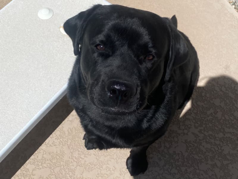 Labrador Retriever 4 years 3 months old male large named Boss for breeding in Arizona | Petmeetly