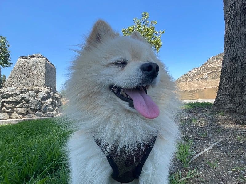 Pomeranian 3 years 4 months old male medium named Buddy for breeding in Los Angeles County, California | Petmeetly