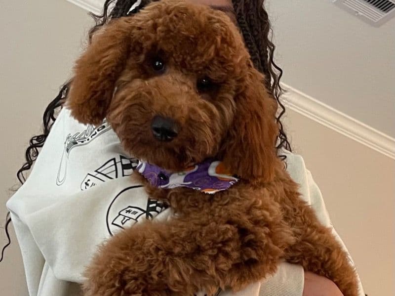 Goldendoodle 1 year 6 months old male small named Teddy for breeding in Harris County, Texas | Petmeetly