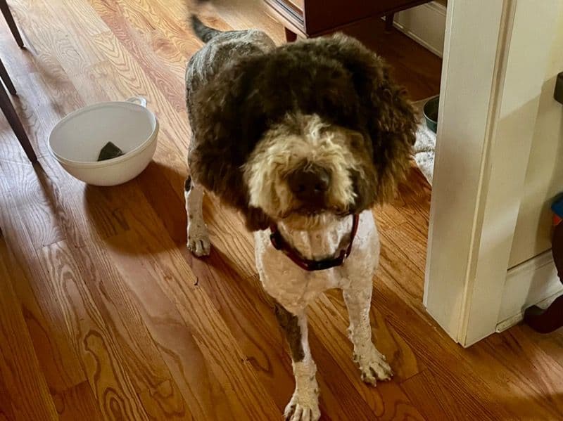 Barkley primary photo