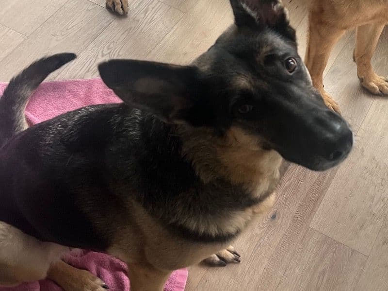 German Shepherd 6 years 2 months old female large named Willow for adoption in Denton County, Texas | Petmeetly