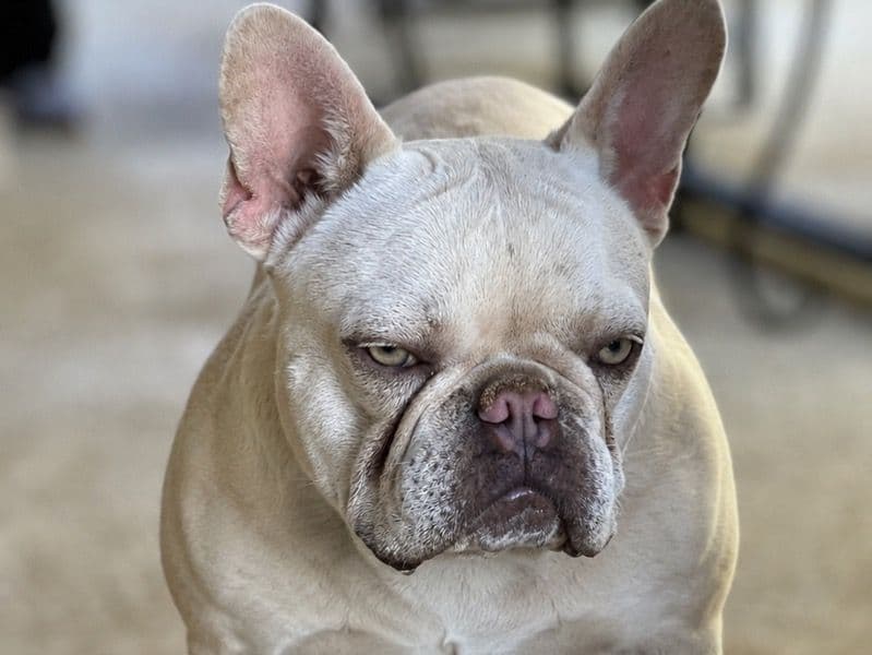 Kiss - French Bulldog | Petmeetly