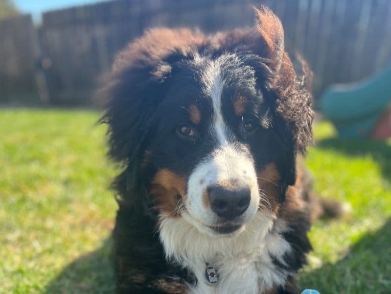 Odin primary photo