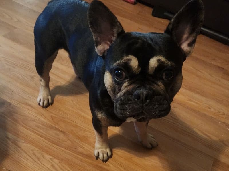 Louie primary photo
