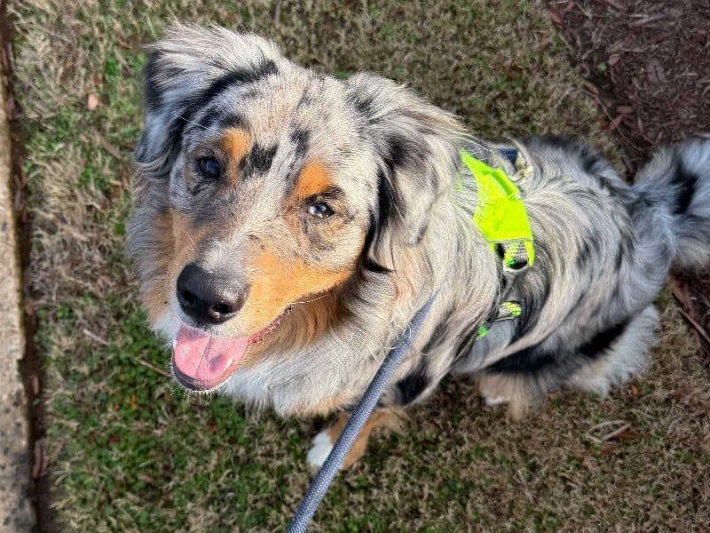 Australian Shepherd 1 year 3 months old male large named Stitch for breeding in Forsyth County, Georgia | Petmeetly