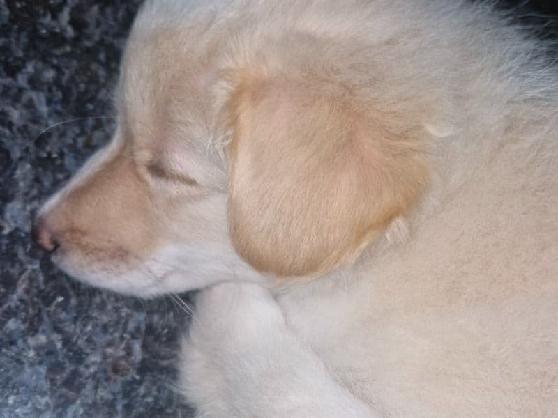 Pomeranian 2 months old female small named Robin for breeding in Nanakramguda, Telangana | Petmeetly