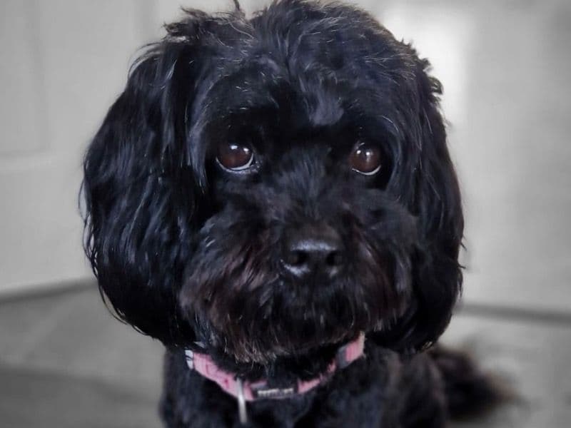 Shih Tzu 6 years old female medium named Cleo for breeding in Angus, Scotland | Petmeetly