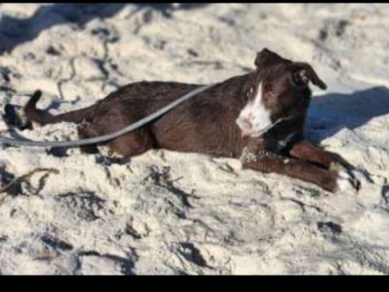 Lab Pointer 8 months old female medium named Luna for sale in Dearborn County, Indiana | Petmeetly