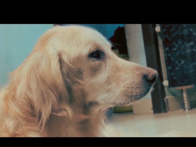 English Golden Retriever 3 years 7 months old male medium named Cyrus for breeding in Chennai, Tamil Nadu | Petmeetly