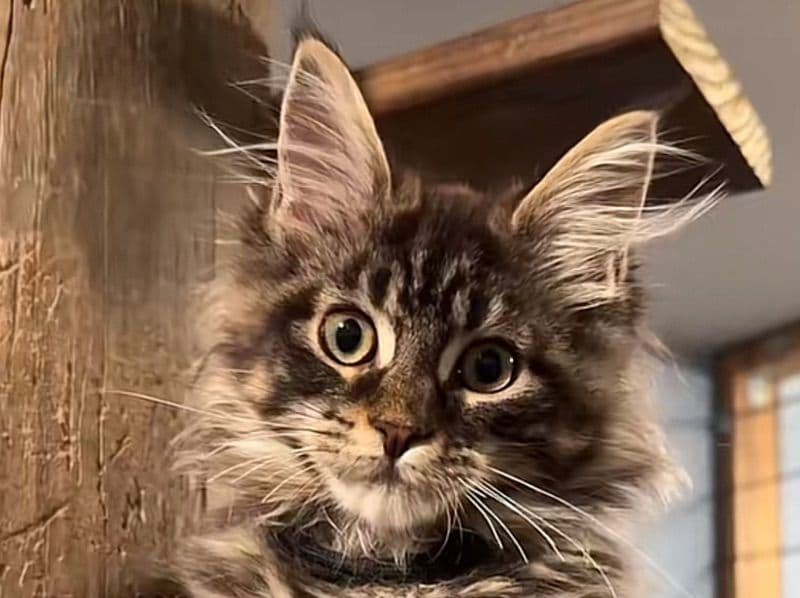 Maine Coon 2 months old female named Kuna for adoption in New York | Petmeetly