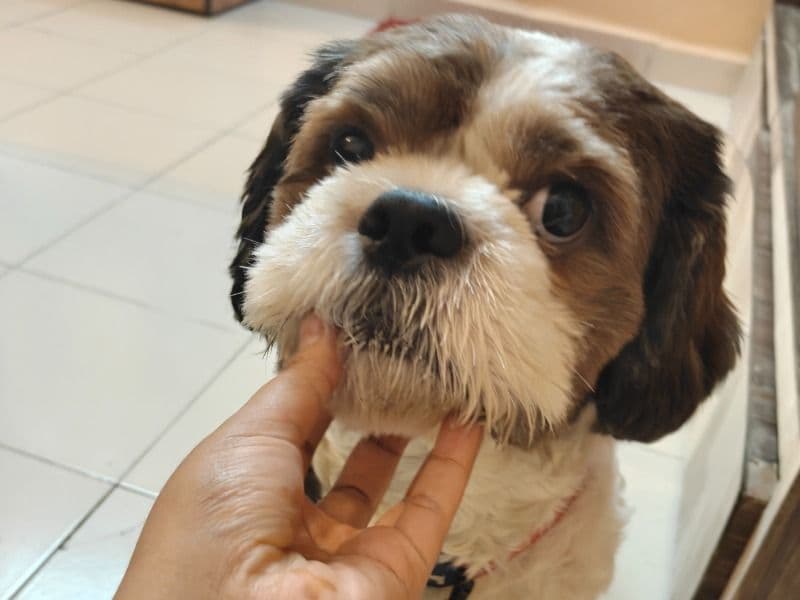 Shih Tzu 3 years 4 months old male medium named Nobi for breeding in Konkan Division, Maharashtra | Petmeetly