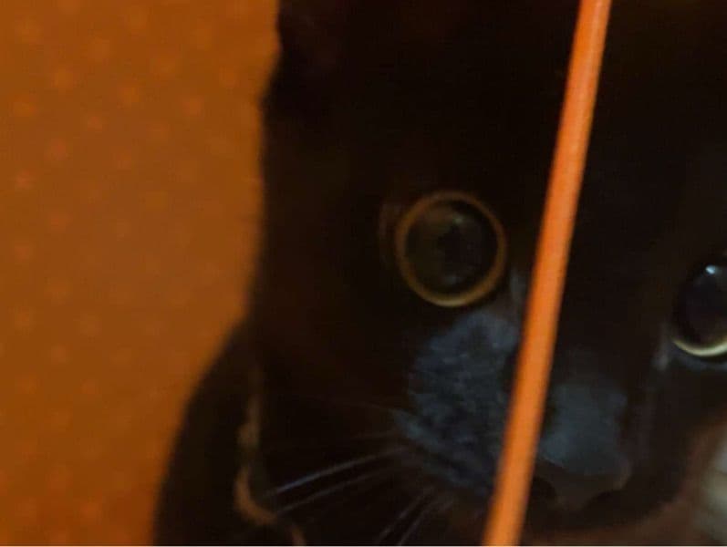 Bombay 5 months old male named Rylo for sale in Greater London, England | Petmeetly