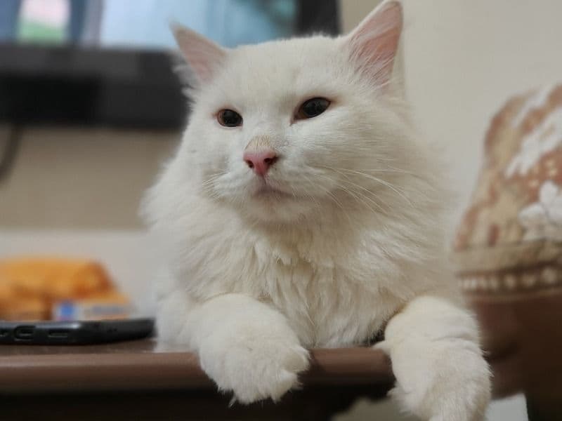 Persian 1 year old male named Leo for breeding in Jamnagar, Gujarat | Petmeetly