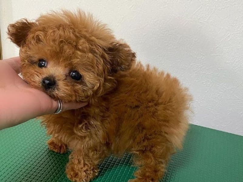 Toy Poodle 2 months old male small named Ace for sale | Petmeetly