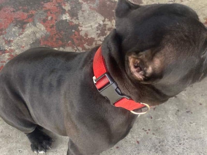 American Pocket Bully 2 years old male extra large named Rylo for sale in Orange County, Florida | Petmeetly