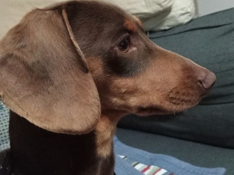 Milo primary photo