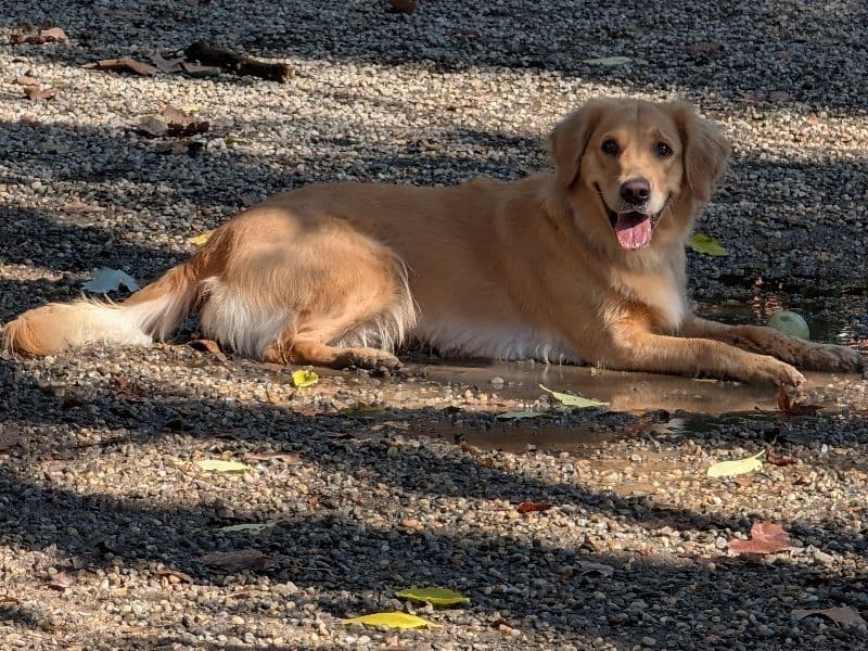 Golden Retriever 4 years 6 months old female medium named Gaia for breeding in Philadelphia County, Pennsylvania | Petmeetly