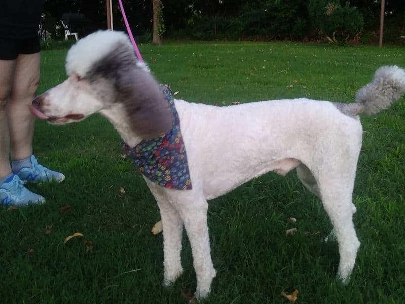 Standard Poodle 5 years 3 months old male large named Bear for breeding in Daviess County, Kentucky | Petmeetly
