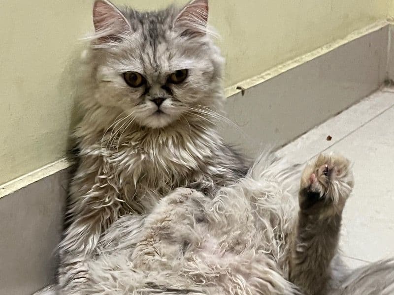 Persian 8 months old female named Mimi for breeding in Bangalore Division, Karnataka | Petmeetly