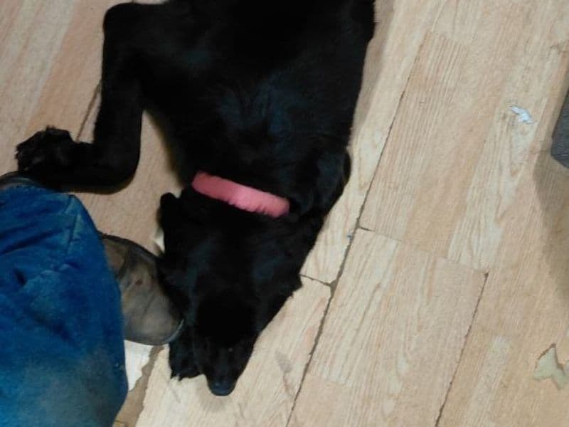 Labrador Retriever 4 years old male medium named Coal for breeding in Mercer County, Pennsylvania | Petmeetly