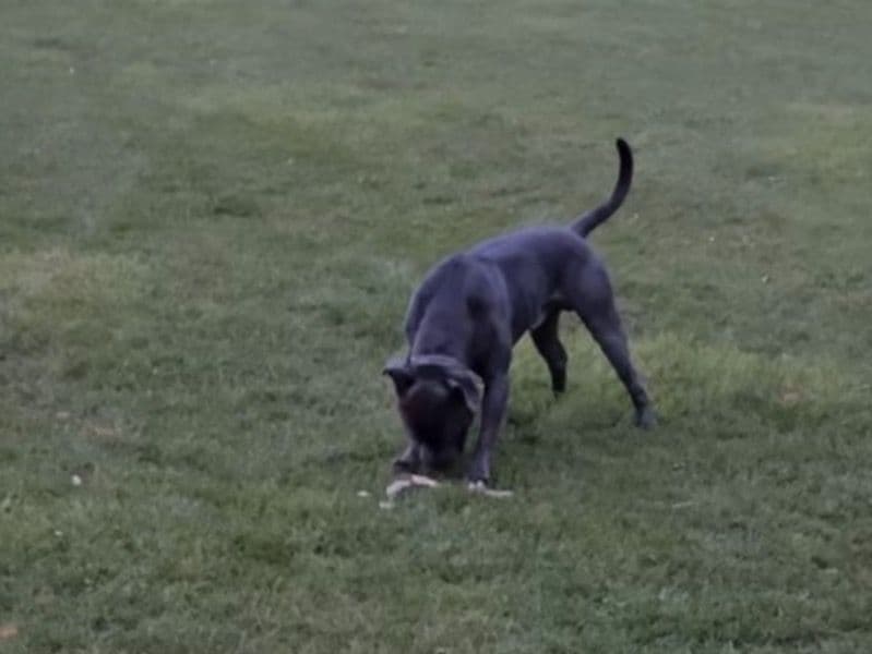 American PitBull Terrier 2 years 5 months old male large named Kilo for sale in Greater Manchester, England | Petmeetly