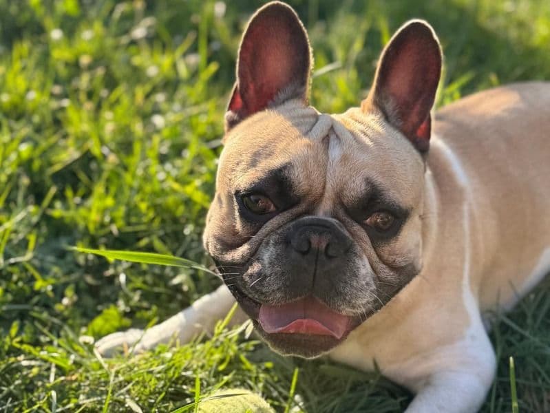 French Bulldog 1 year 10 months old male medium named Moski for breeding in Gloucestershire, England | Petmeetly