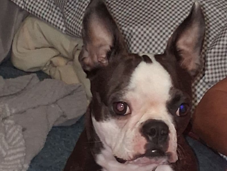 Boston Terrier 2 years 2 months old female medium named Dottie Mae for breeding in Cass County, Michigan | Petmeetly