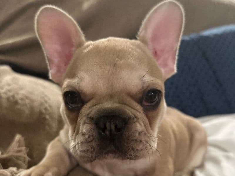 Teddy primary photo