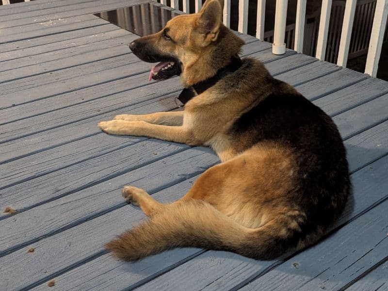 Czech German shepherd 3 years 2 months old male large named Dog for breeding in Galveston County, Texas | Petmeetly