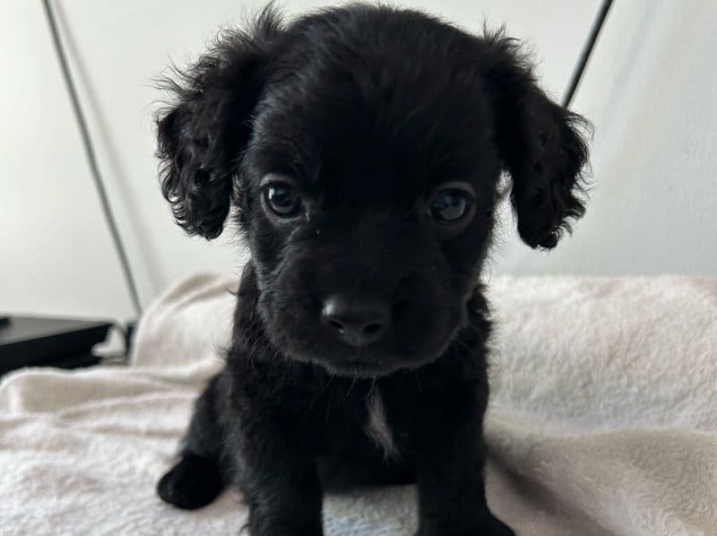 Puppy 4 primary photo