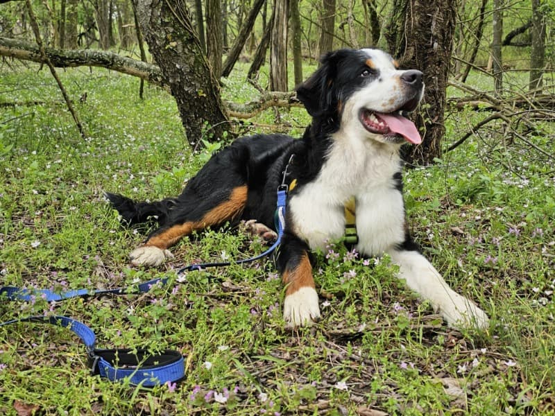Bernese Mountain Dog 3 years 2 months old male extra large named Benedict for breeding in Burlington County, New Jersey | Petmeetly