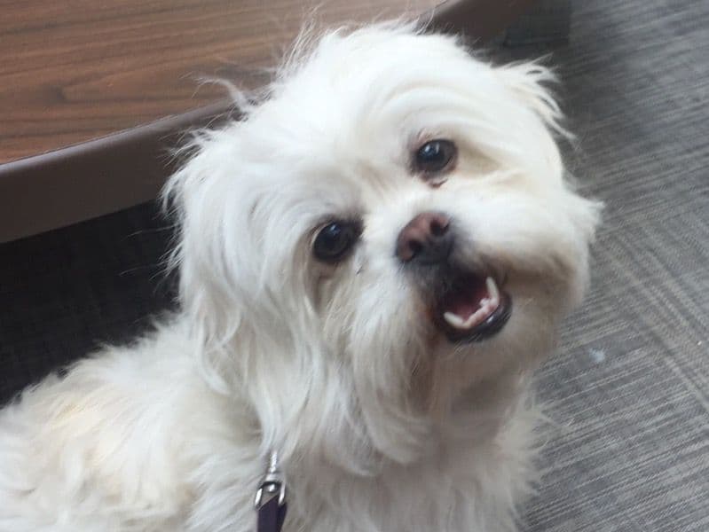 Maltese 5 years old female medium named Sassy for breeding in Kern County, California | Petmeetly