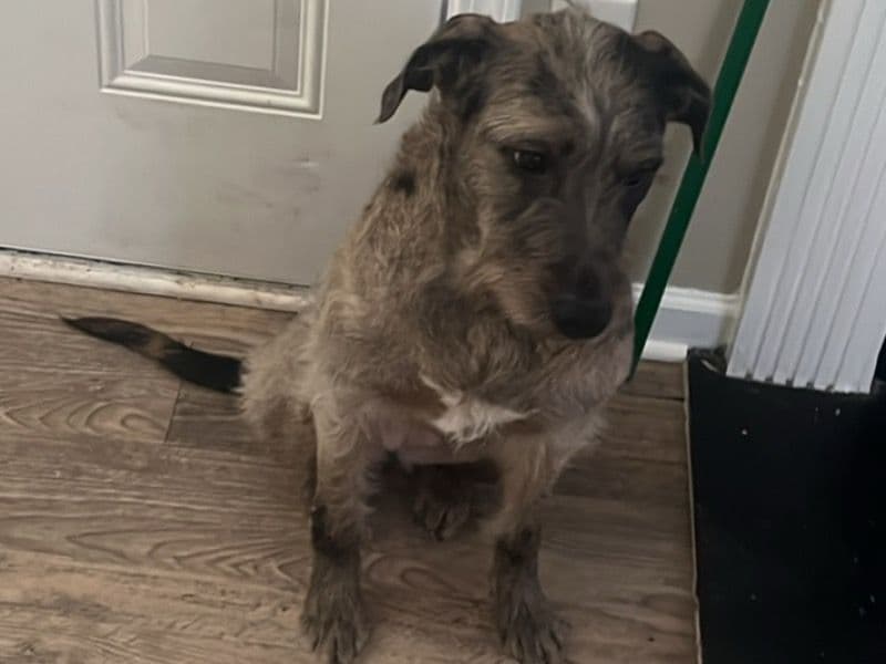 Catahoula Leopard Dog 2 years 2 months old female medium named Cookie for sale in Fulton County, Georgia | Petmeetly
