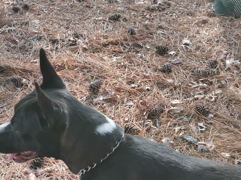 Dalmatian 1 year 5 months old male medium named Oliver for adoption in Clayton County, Georgia | Petmeetly
