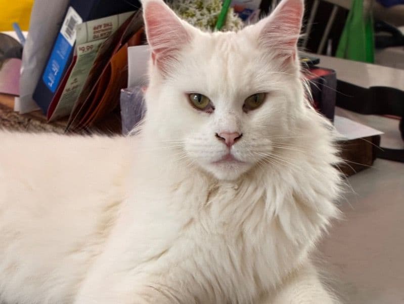 Luna primary photo