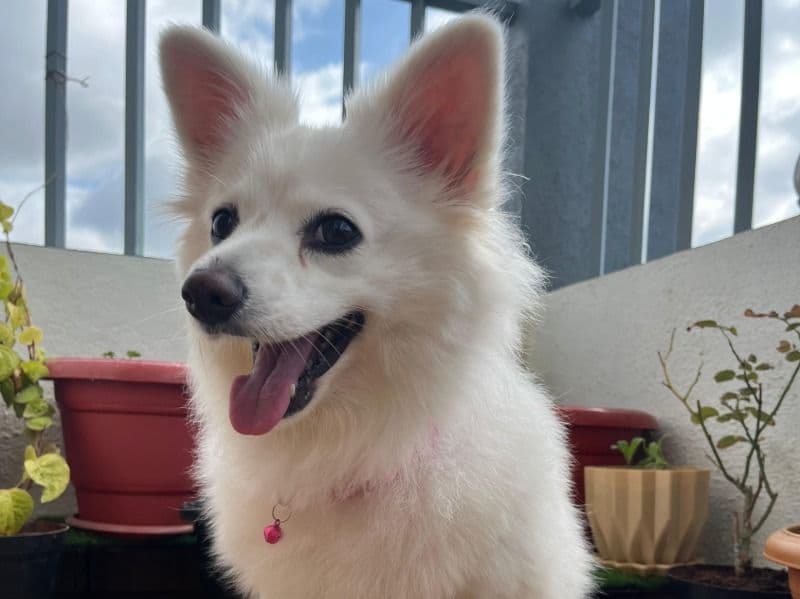 Dolly primary photo