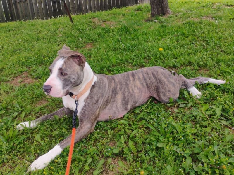 American Staffordshire Terrier 1 year 5 months old female large named Lady for breeding in Knox County, Tennessee | Petmeetly