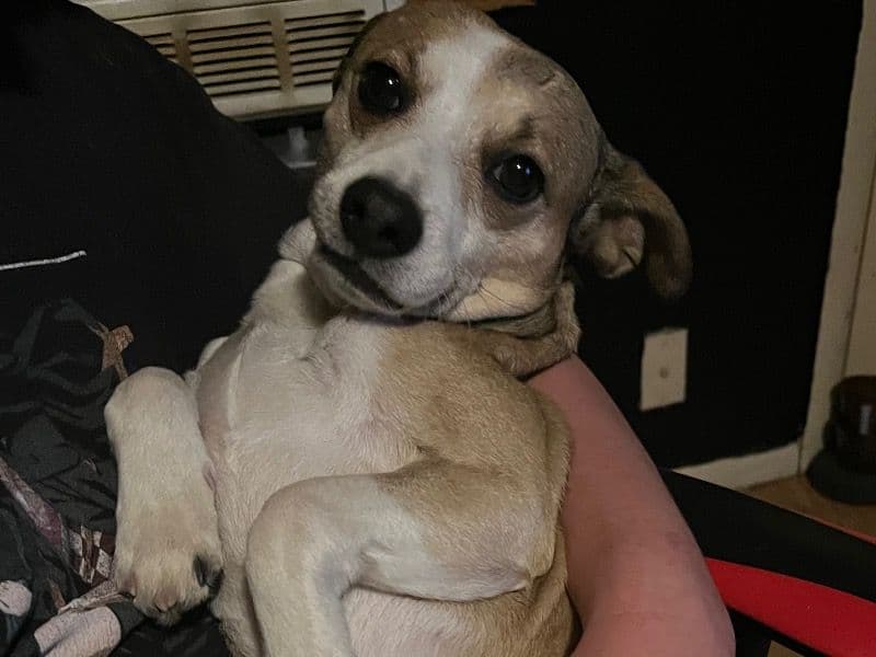 Affenhuahua 10 years 7 months old male small named Zeke for breeding in Douglas County, Oregon | Petmeetly