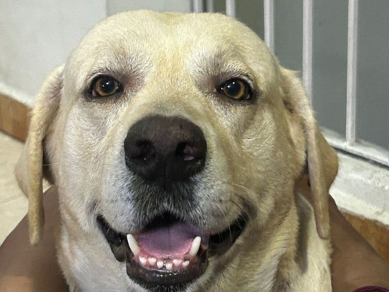 English Labrador Retriever 5 years 1 month old male medium named Arlo for breeding in Chennai, Tamil Nadu | Petmeetly