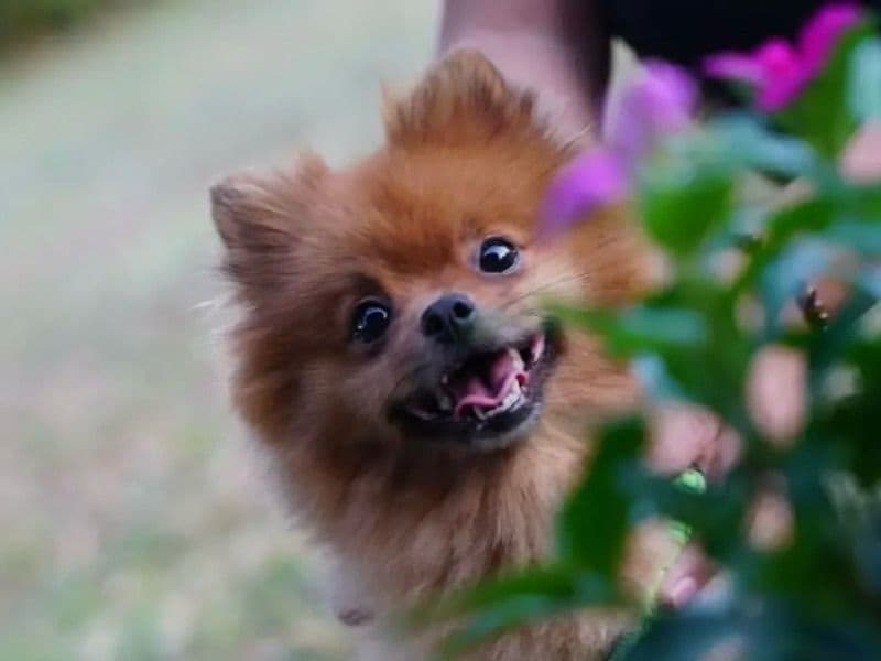 Pomeranian 4 years 6 months old male medium named Cooper for breeding | Petmeetly