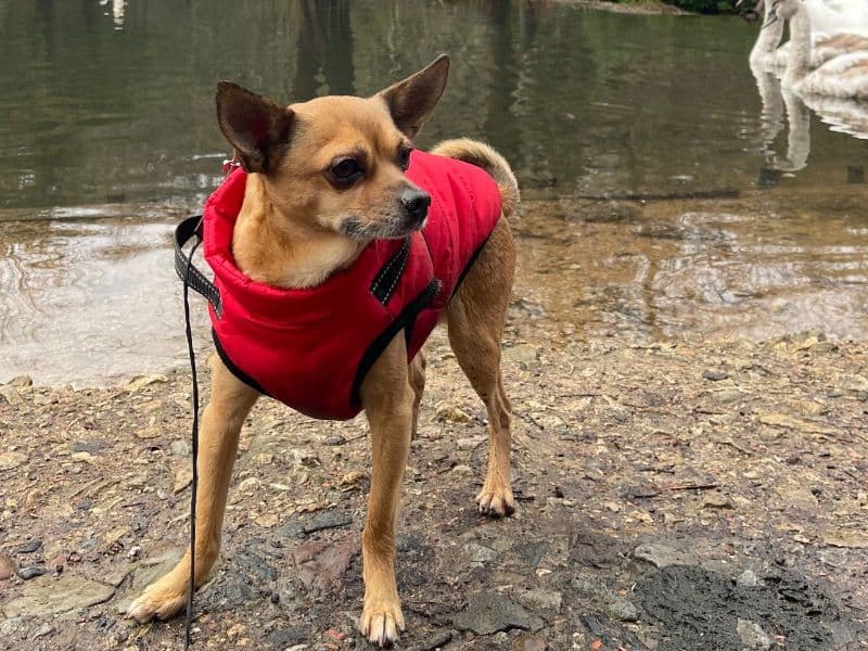 Chihuahua 10 years 11 months old male large named Sparky for breeding in Nottinghamshire, England | Petmeetly