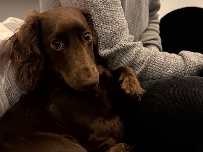 Miniature Dachshund 1 year old male small named Woody for breeding in Greater Geelong City, Victoria | Petmeetly