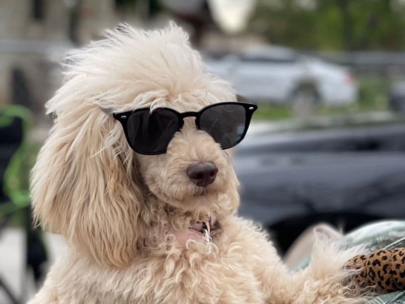Yara - Standard Poodle success story