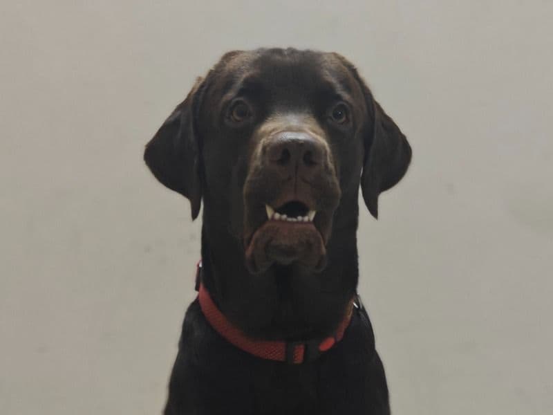 Labrador Retriever 1 year 7 months old male large named Brownie for breeding in Bangalore Division, Karnataka | Petmeetly