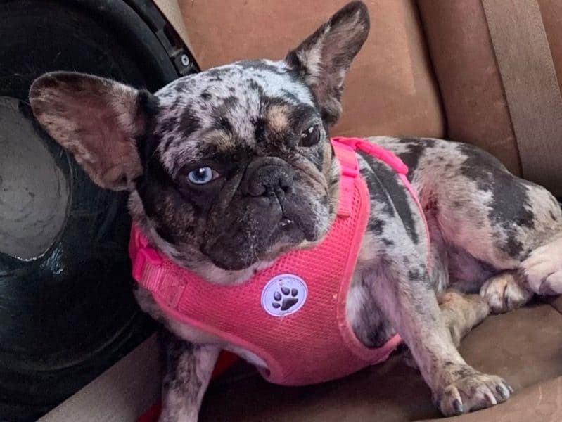 French Bulldog 3 years 4 months old female small named Treasure for breeding in Dallas County, Texas | Petmeetly